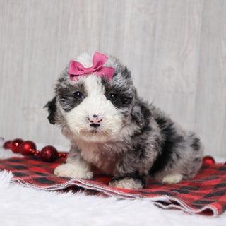 Carla - Available 12/10