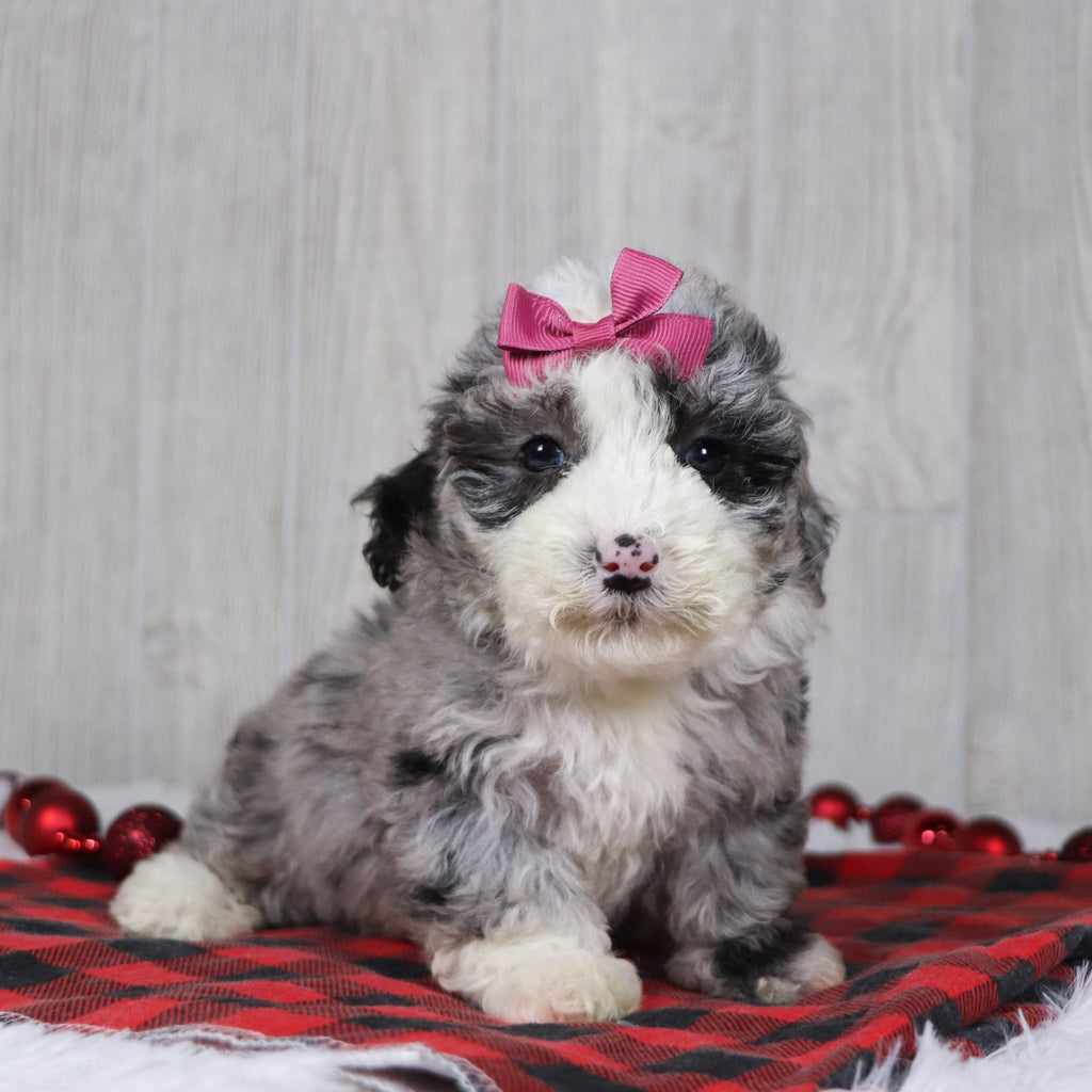 Carla - Available 12/10