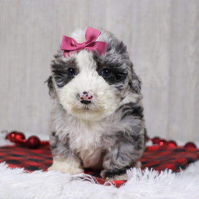 Carla - Available 12/10