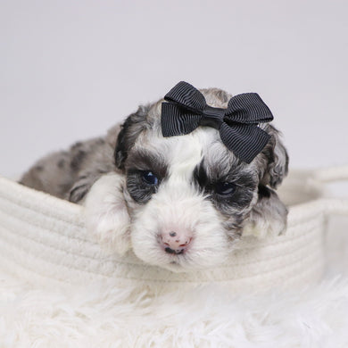 Carla - Available 12/10