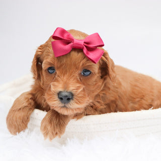 Carmen - Available 11/19