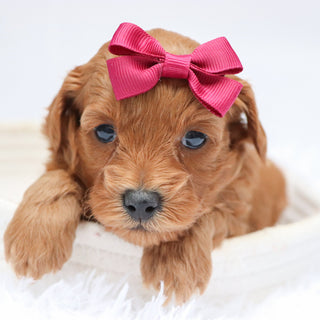 Carmen - Available 11/19