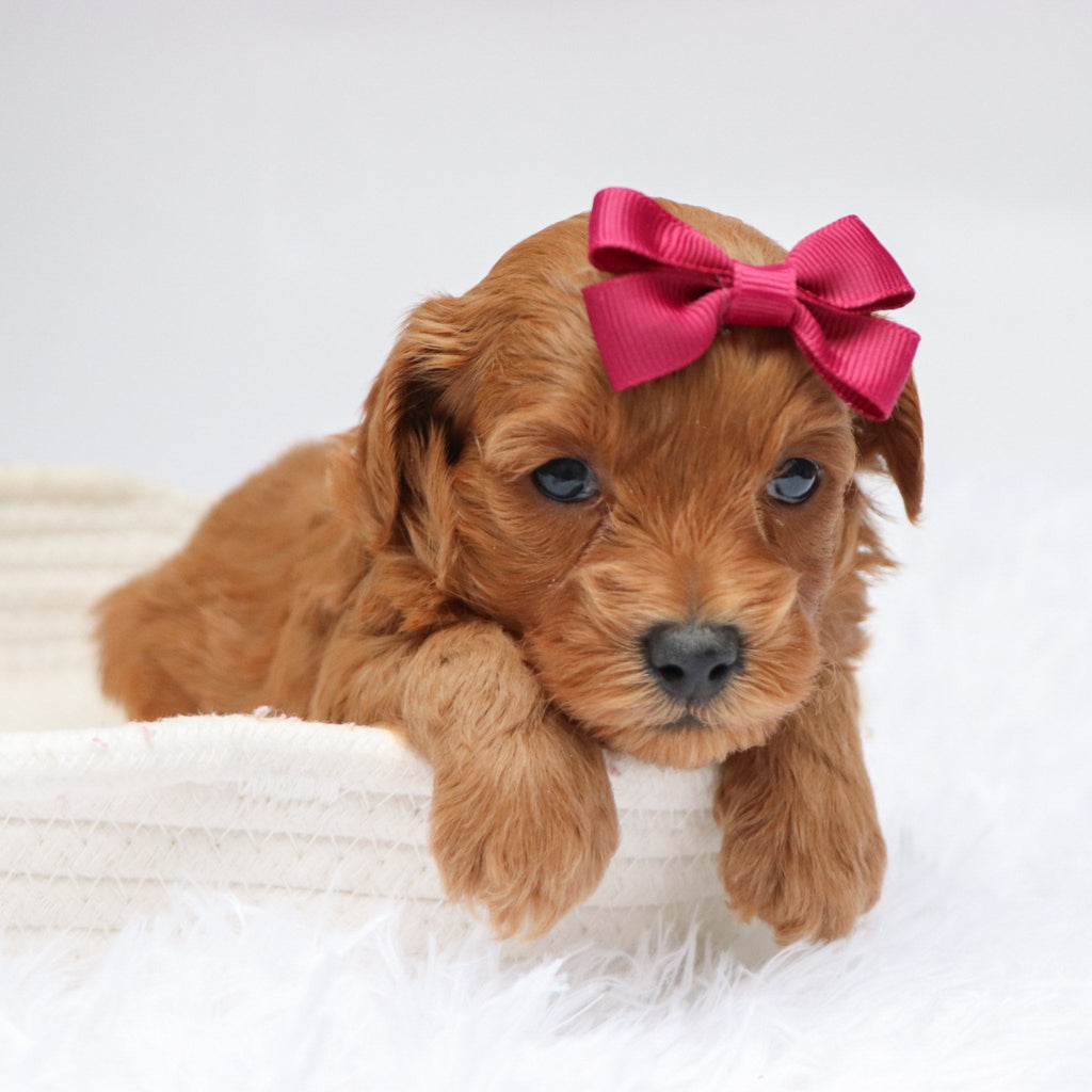 Carmen - Available 11/19