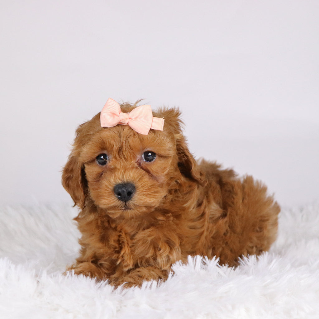 Carmen - Available Now