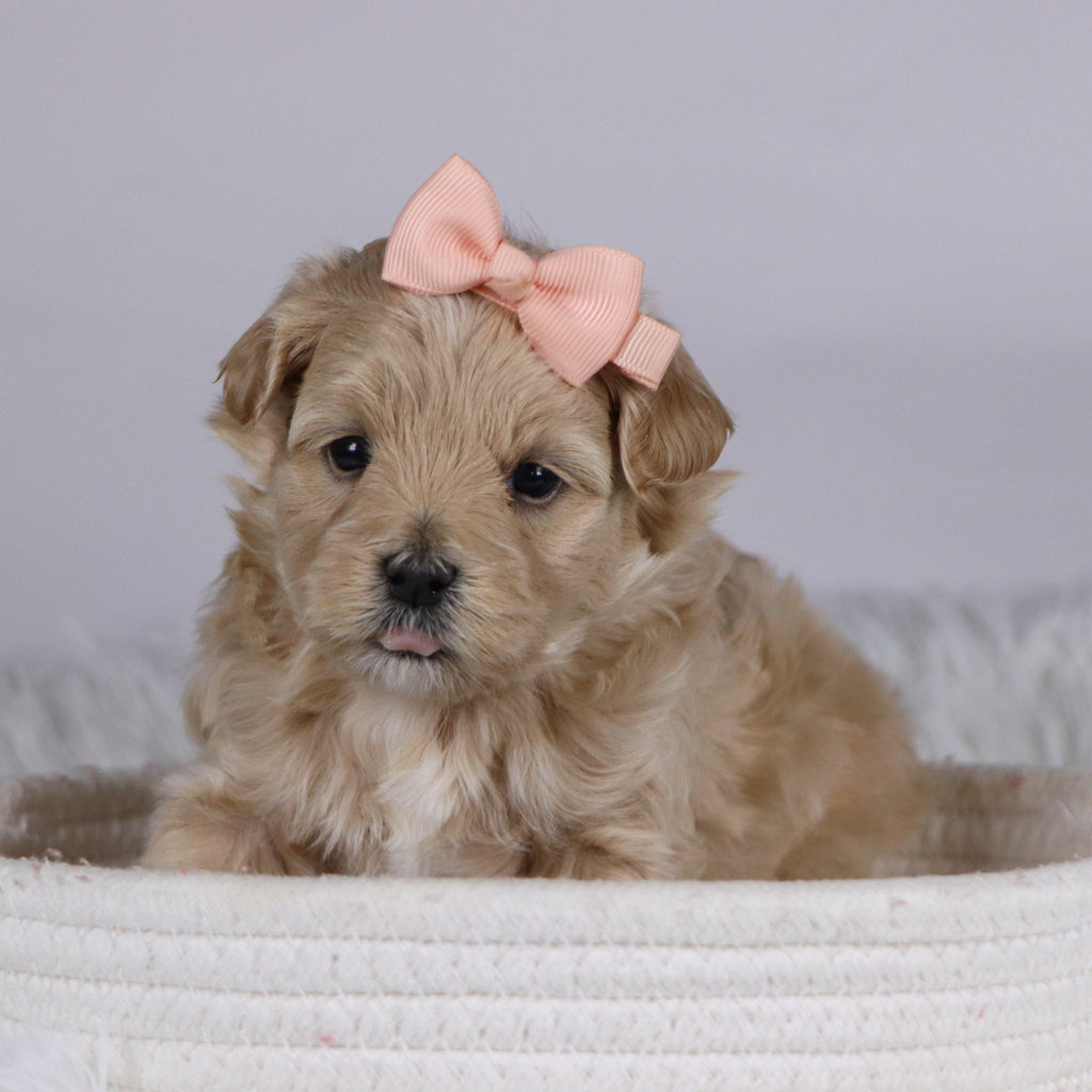 Carol - Available 12/10