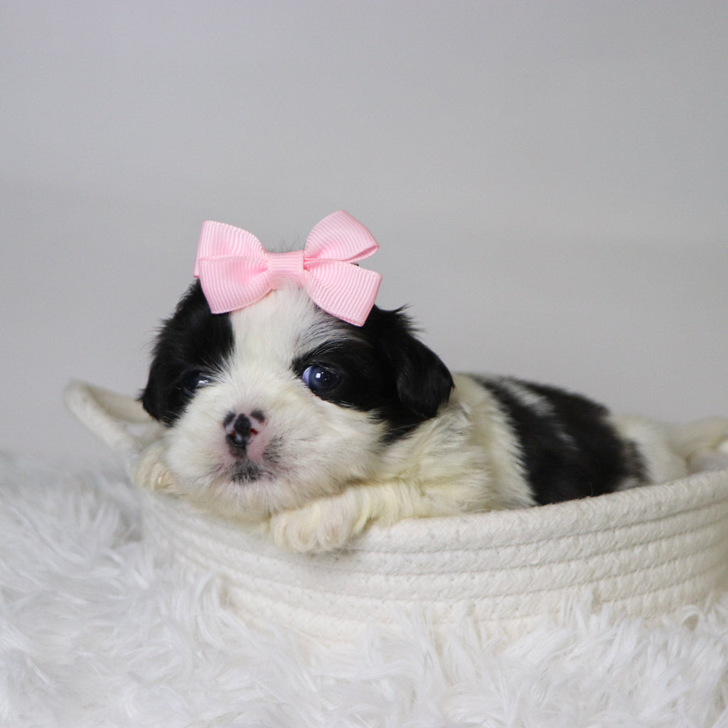 Carolina - Available Now