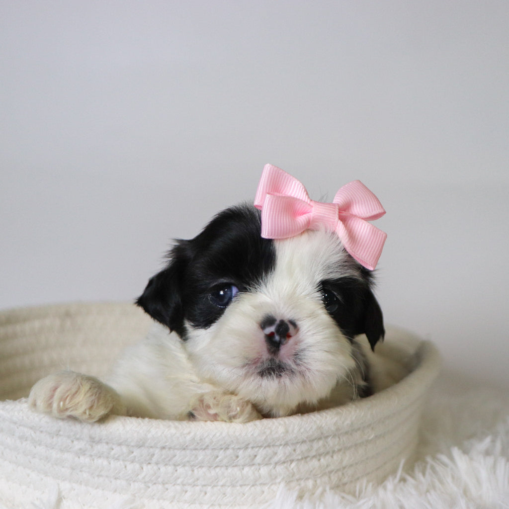 Carolina - Available Now