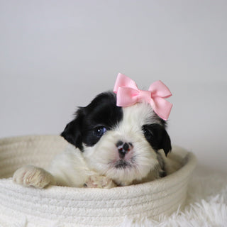 Carolina - Available 11/19