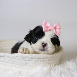 Carolina - Available 11/19