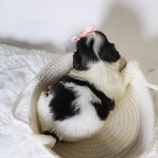 Carolina - Available Now