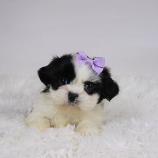 Carolina - Available Now