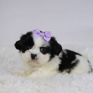 Carolina - Available 11/19