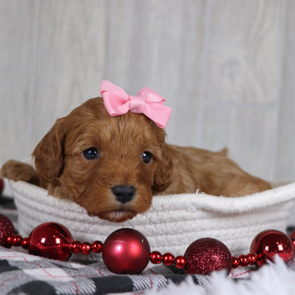 Carrie - Available 1/8