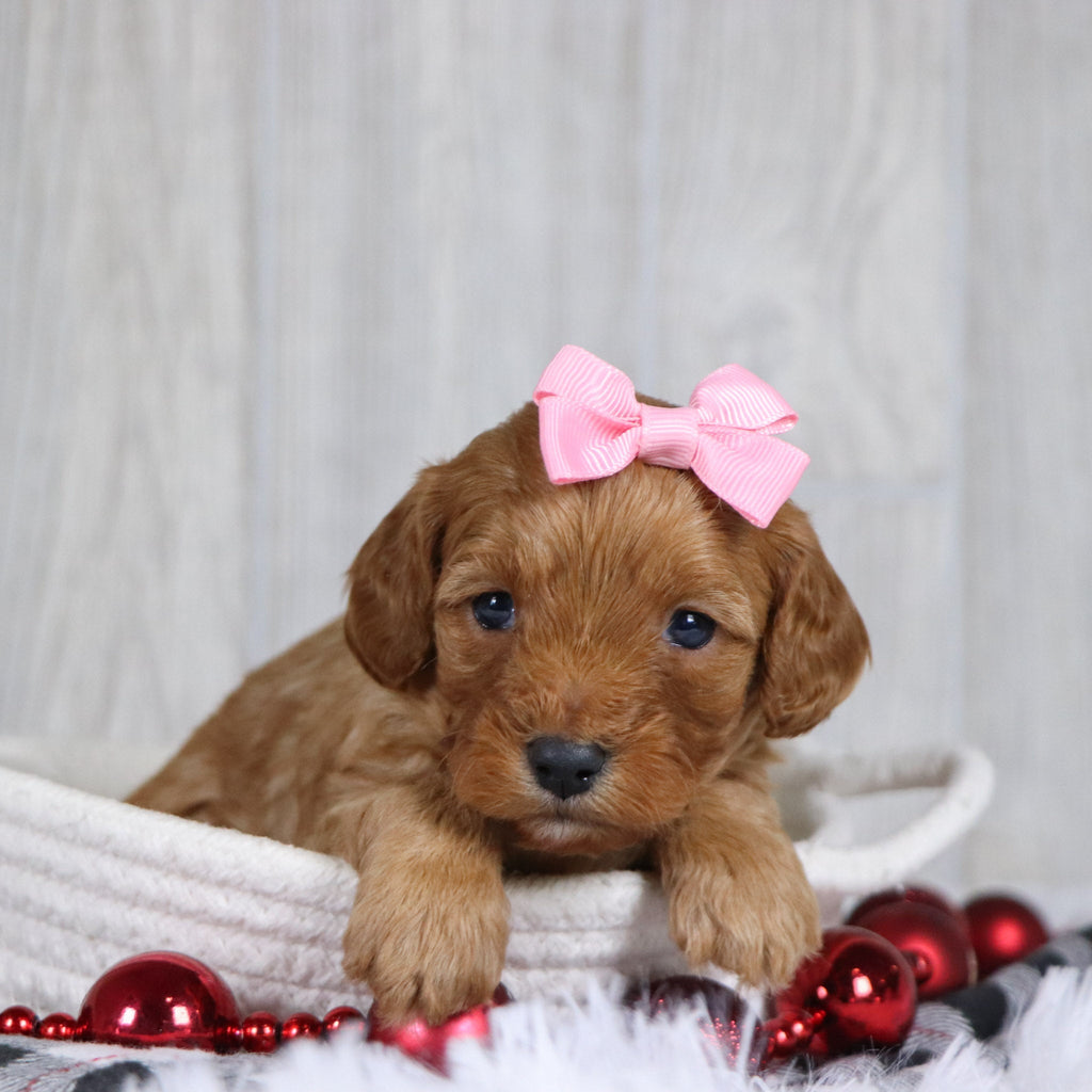 Carrie - Available 1/8