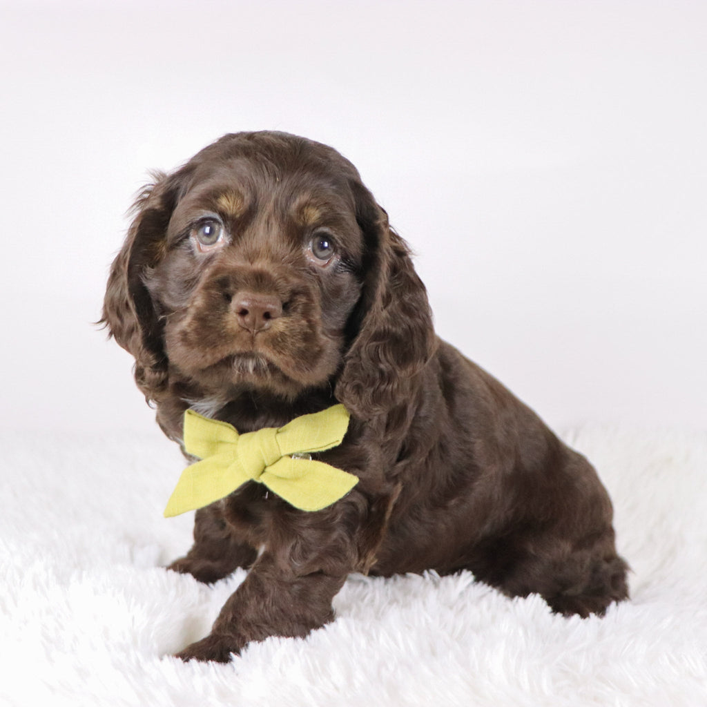 Carson - Available Now