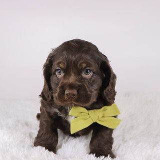 Carson - Available Now