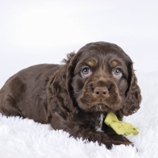 Carson - Available Now