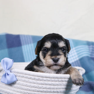 Carter - Available 2/11