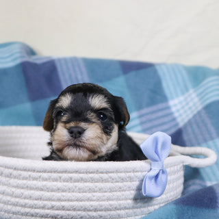 Carter - Available 2/11