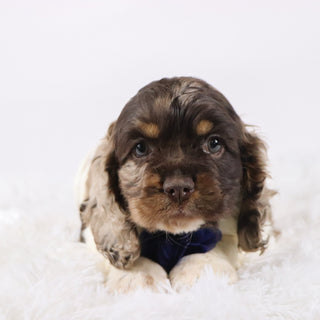 Carter - Available Now