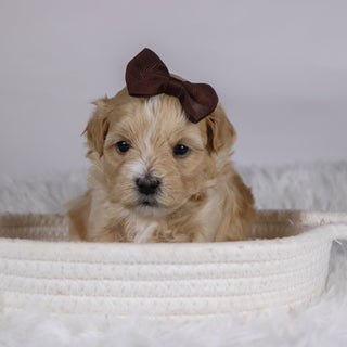 Casey - Available 12/10