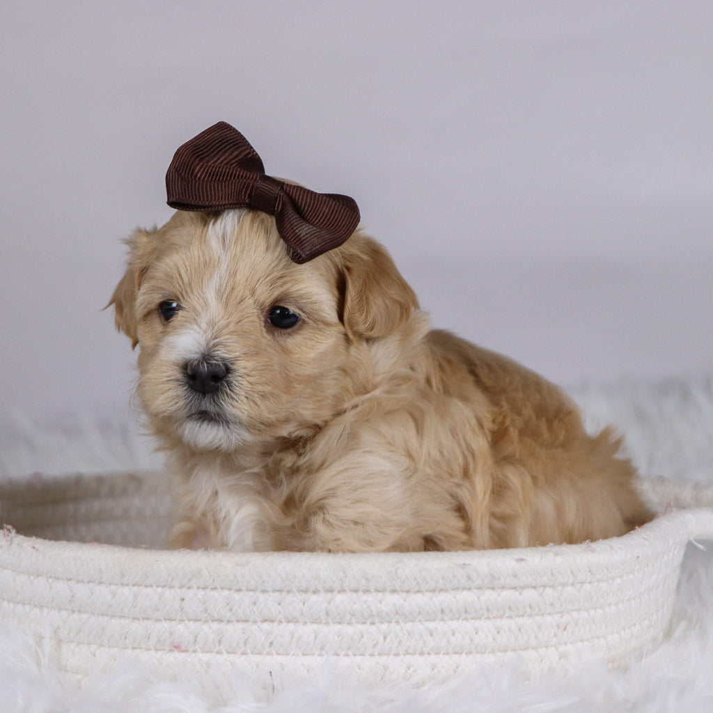 Casey - Available 12/10