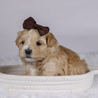 Casey - Available 12/10