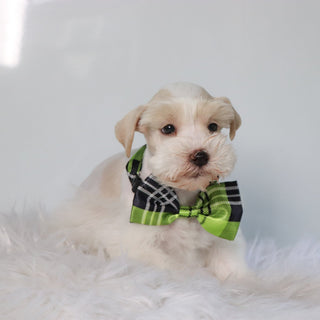 Cash - Available 4/30