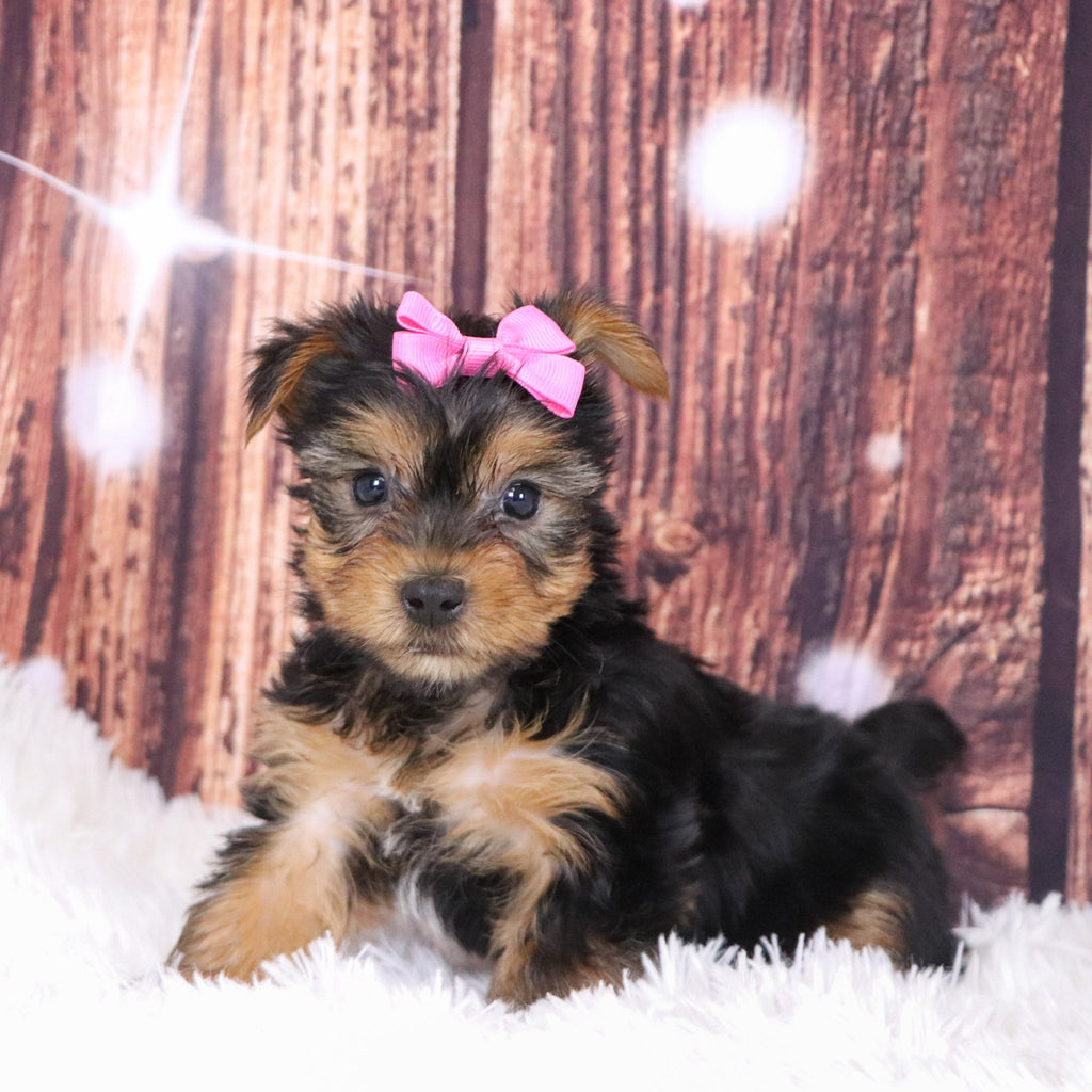 Casilda - Available 12/10