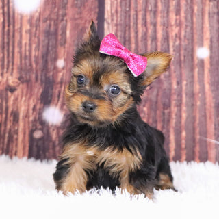 Cassandra - Available 12/10