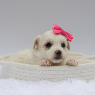 Catherine - Available 7/23