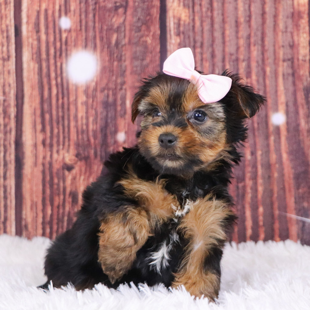 Cecilia - Available 12/10