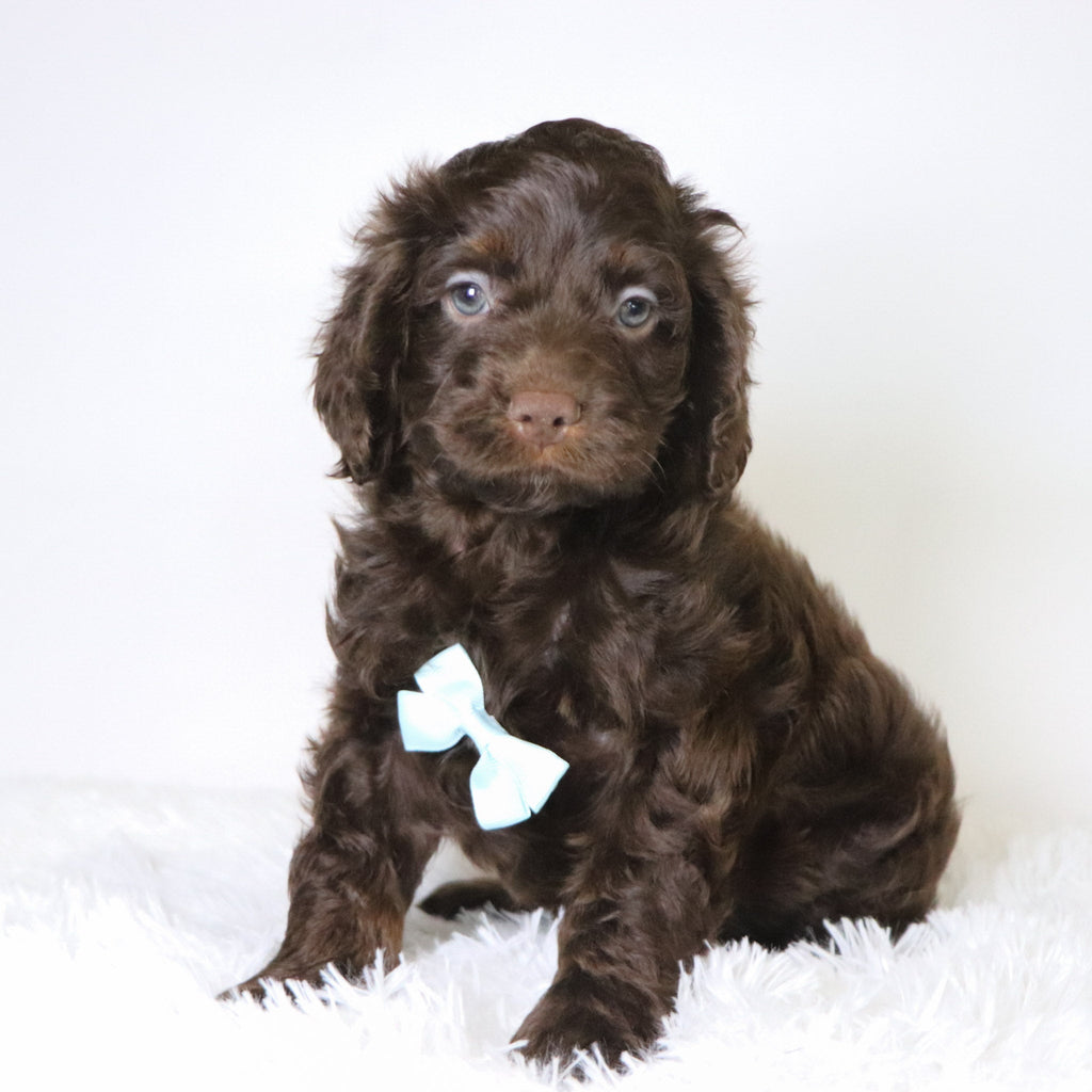 Cedric - Available 10/29