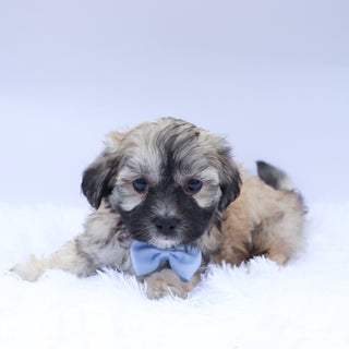 Cedric - Available 9/17