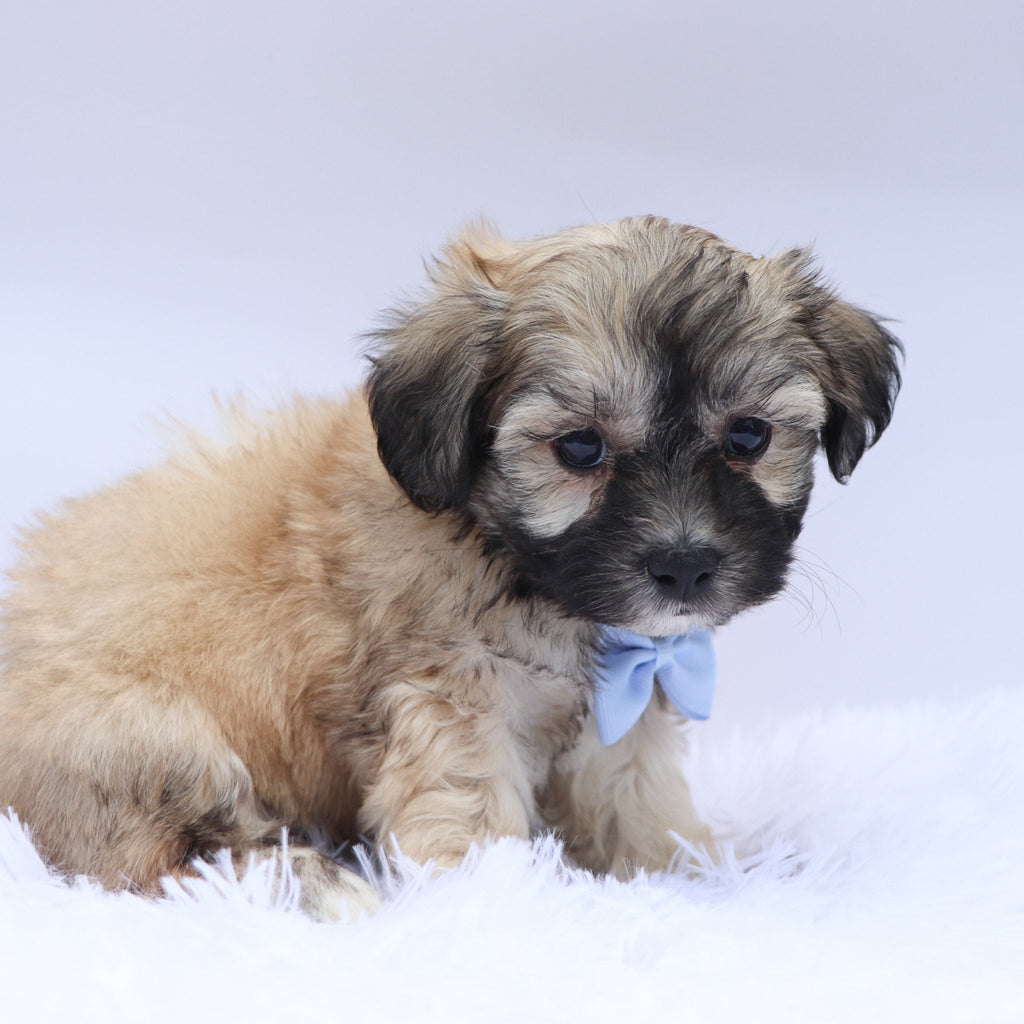 Cedric - Available 9/17
