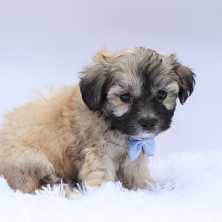 Cedric - Available 9/17