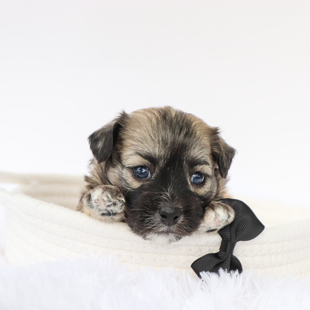 Cedric - Available 9/10