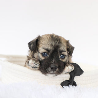 Cedric - Available 9/10
