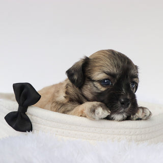 Cedric - Available 9/10