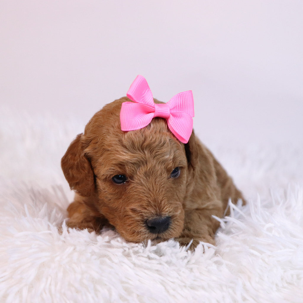 Chanda - Available 12/10