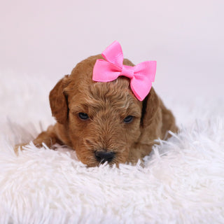 Chanda - Available 12/10