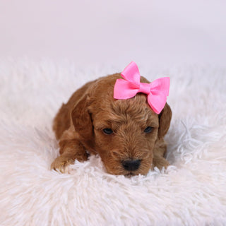 Chanda - Available 12/10