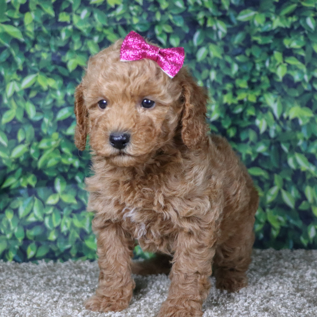 Charla - Available 12/10