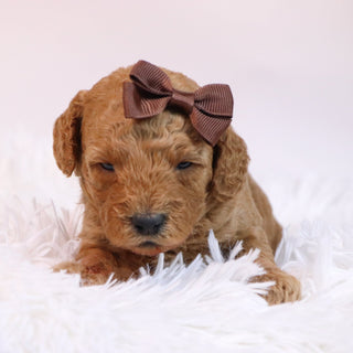 Charla - Available 12/10