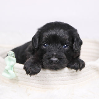 Charles - Available 12/17