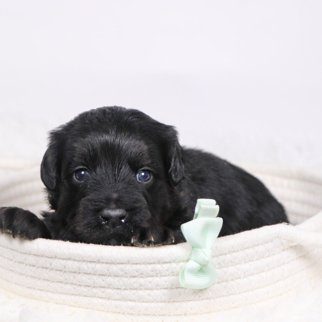 Charles - Available 12/17