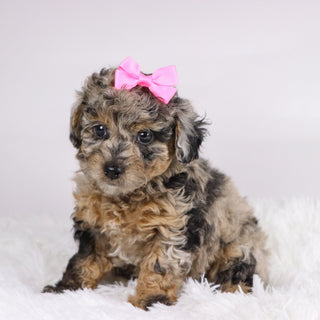 Chastity - Available 11/19