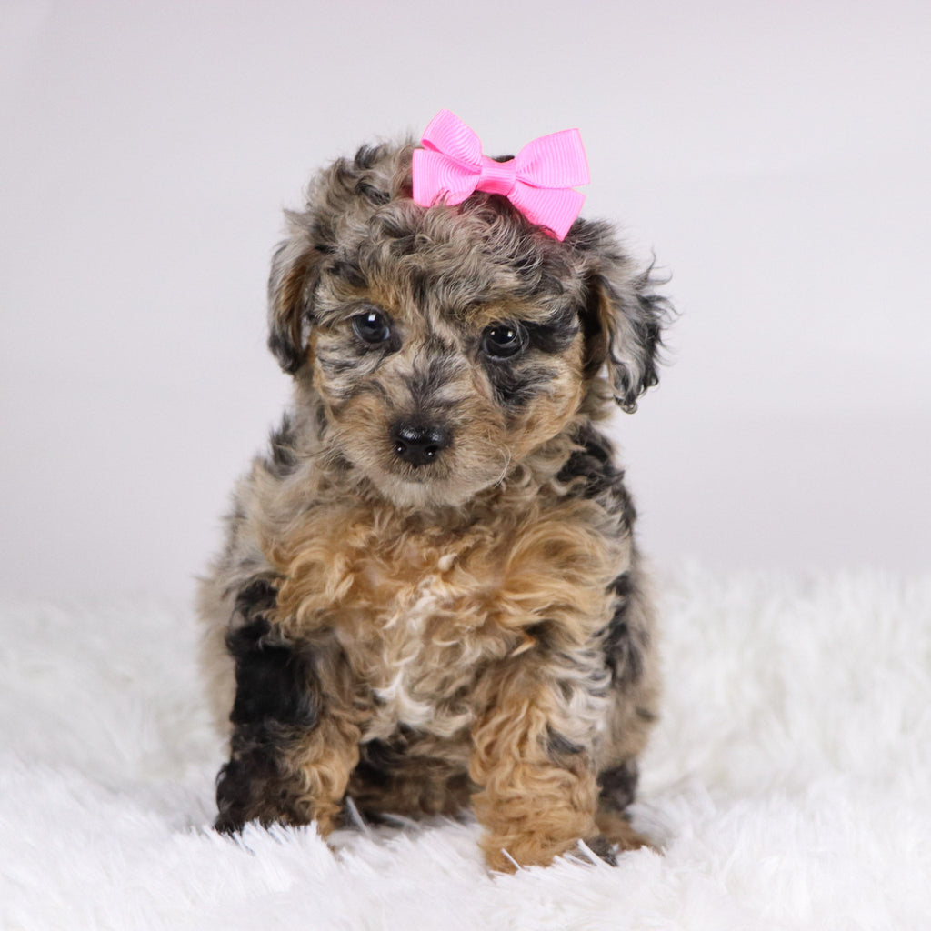 Chastity - Available 11/19