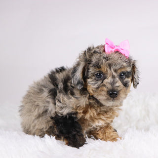 Chastity - Available 11/19