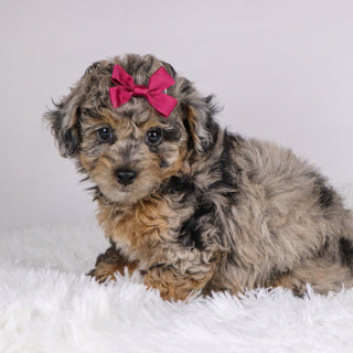 Chastity - Available 11/19